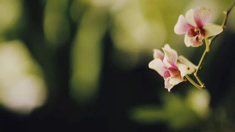 Detail růžové orchideje jako decentní symbol klitorisu